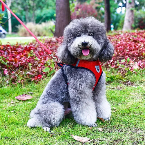 AirPaw™ – Breathable Mesh Harness & Leash Set