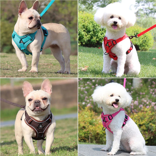 Dog Harness & Leash Set
