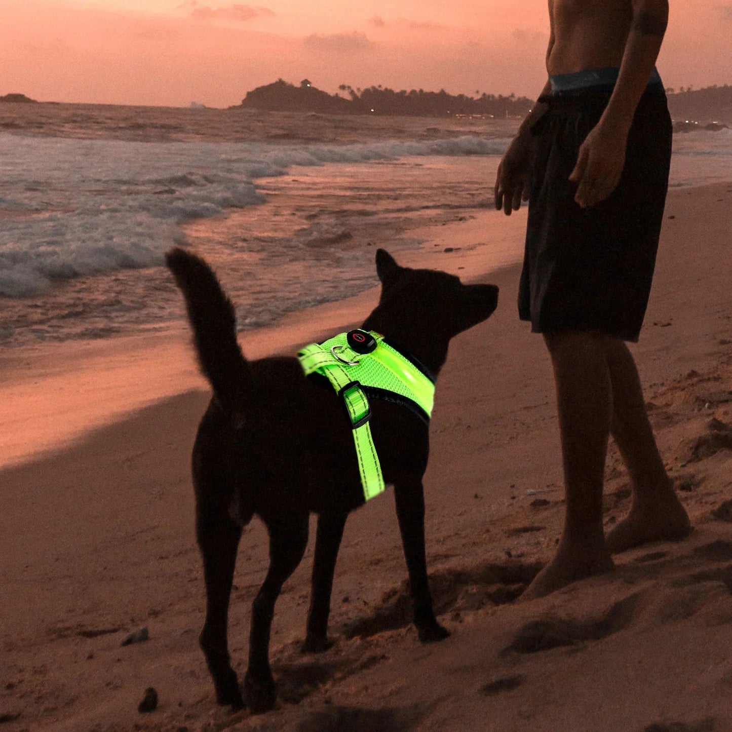 LED Luminous Dog Harness – Rechargeable Night Safety Vest