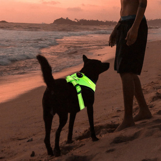 LED Luminous Dog Harness – Rechargeable Night Safety Vest