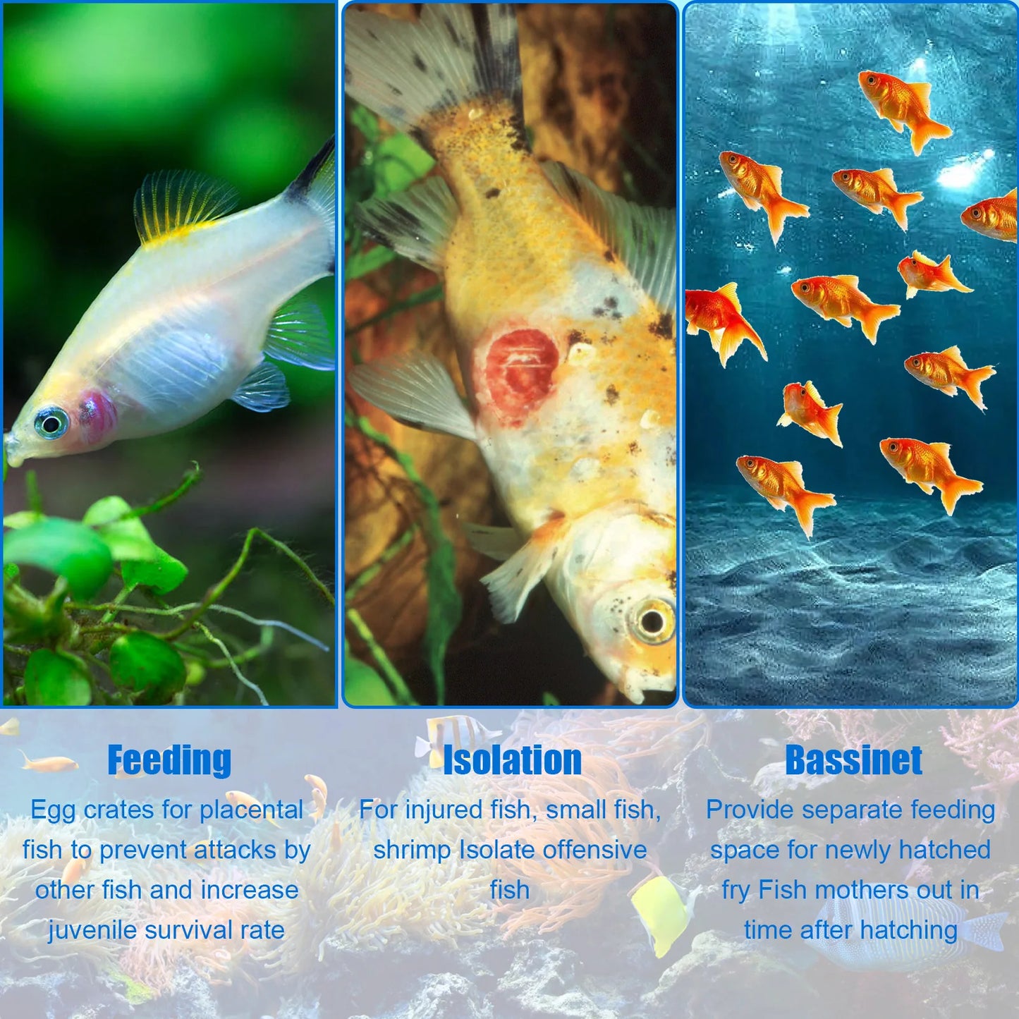 Aquarium Breeder Box – Clear Fish Breeding & Isolation Tank with Removable Mesh Lid