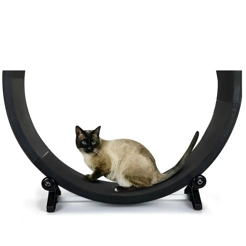 Silent Cat Fitness Wheel – Stable Indoor Exercise Toy