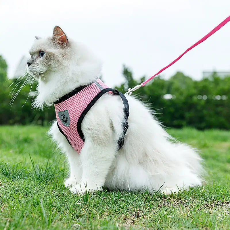 AirPaw™ – Breathable Mesh Harness & Leash Set