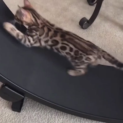 Silent Cat Fitness Wheel – Stable Indoor Exercise Toy